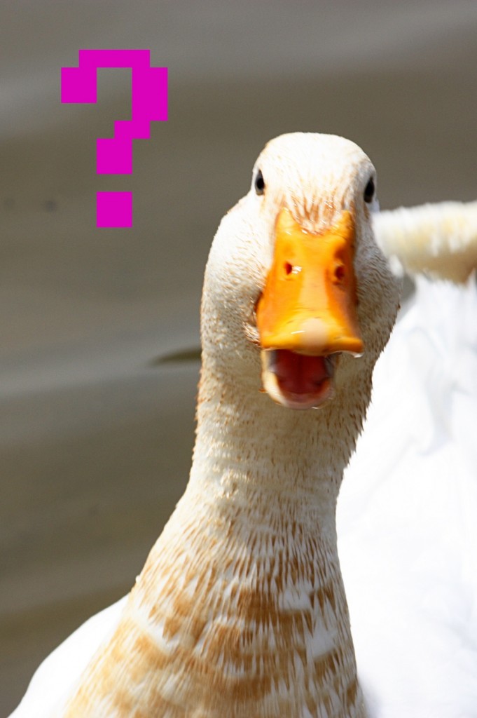 confused duck