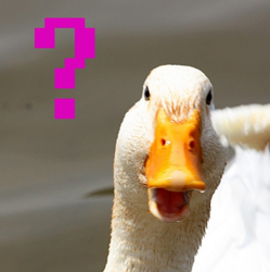 Thumbnail image for Cookie Lingo
