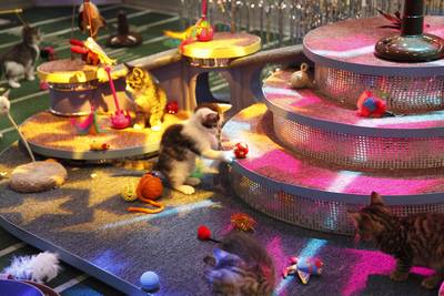 23559_kitten_halftime_0029