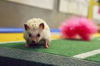 Puppy Bowl